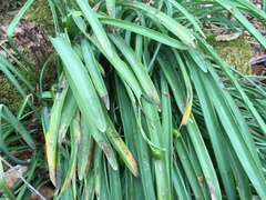 Melampsora galanthi-fragilis