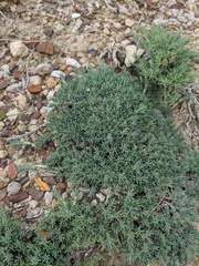 Camphorosma monspeliaca