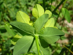 Euphorbia verrucosa