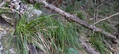Carex lancea