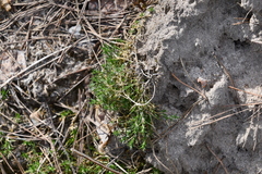 Scleranthus perennis