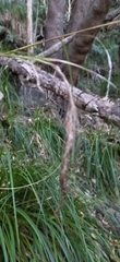 Carex lancea