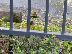 Junco hyemalis