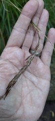 Carex lancea