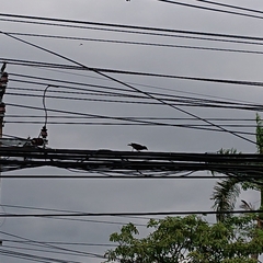 Acridotheres tristis tristis