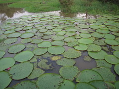 Victoria amazonica