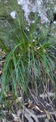 Carex lancea