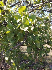 Afrocanthium