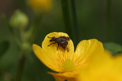 Platystoma seminationis