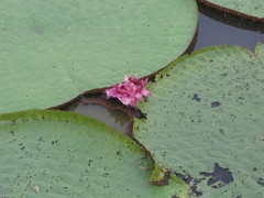 Victoria amazonica