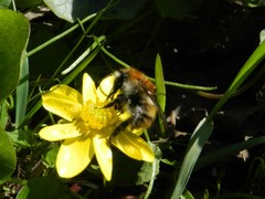 Bombus pascuorum