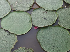 Victoria amazonica