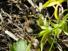 Bombus pascuorum