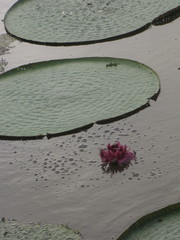 Victoria amazonica