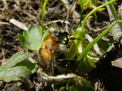 Bombus pascuorum