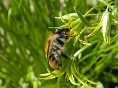 Bombus pascuorum