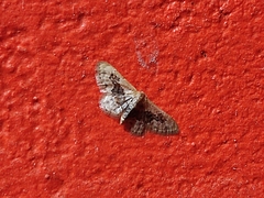 Idaea gemmata