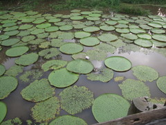Victoria amazonica