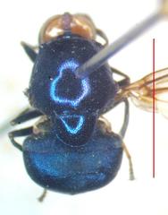Panacris microdonta