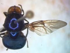Panacris microdonta