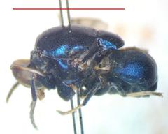 Panacris microdonta