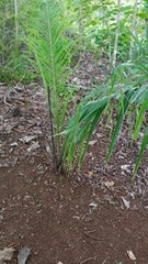 Bactris guineensis