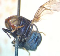 Panacris microdonta