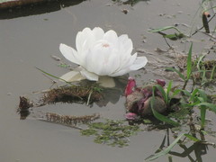 Victoria amazonica