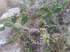 Opuntia arechavaletae