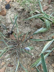 Eremopyrum orientale