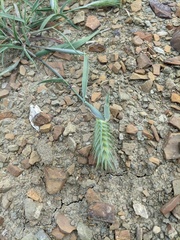 Eremopyrum orientale