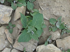 Atriplex aucheri