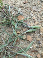 Eremopyrum orientale