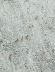 Trichomyrmex destructor