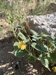Anoda abutiloides