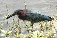 Butorides virescens image