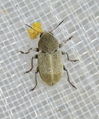 Bruchela