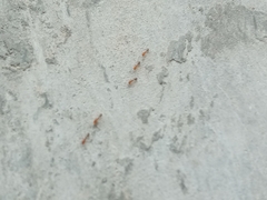 Trichomyrmex destructor
