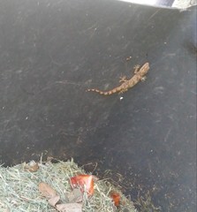 Hemidactylus mabouia