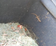 Hemidactylus mabouia