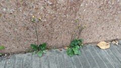 Angiospermae