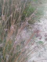 Androtrichum trigynum