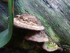 Fungi