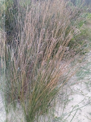 Androtrichum trigynum