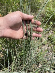 Paspalum monostachyum