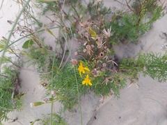 Senecio platensis