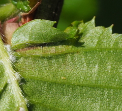 Eotetranychus carpini