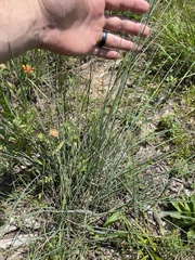 Paspalum monostachyum