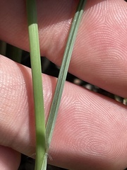 Paspalum monostachyum