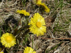 Tussilago farfara